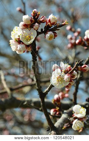 Apricot flowers