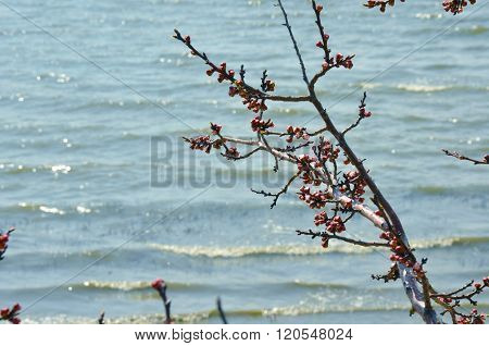 Spring apricot branch on the background of the sea waves
