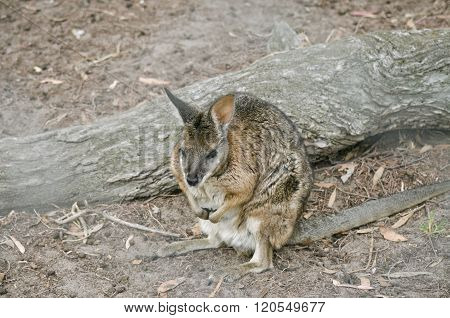Tammar Wallaby