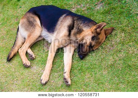 German Shepher Dog In Park