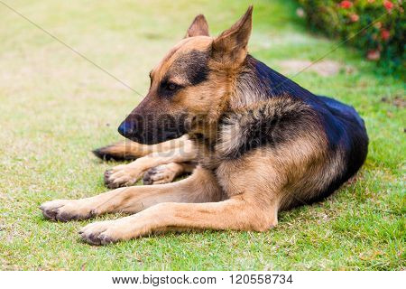 German Shepher Dog In Park