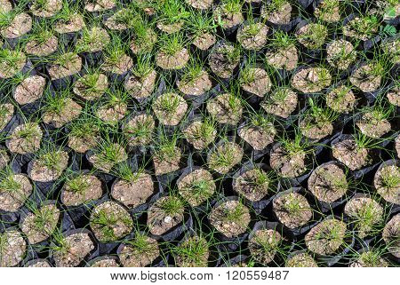Pine Tree Seedlings