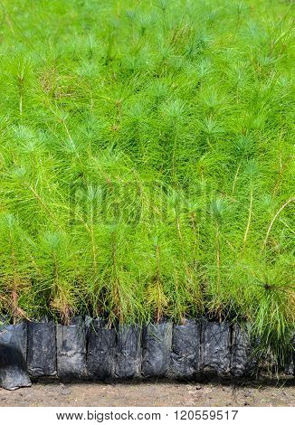 Pine Tree Seedlings