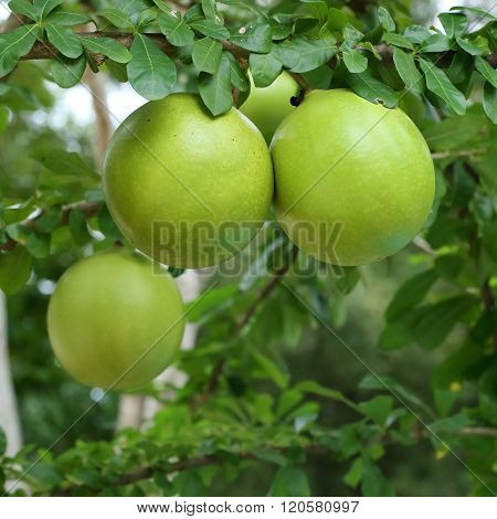 Green Calabash Tree, Wild Crescentia