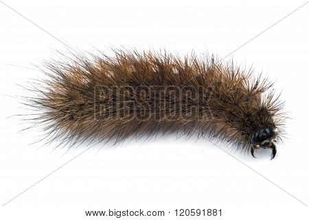 Bear Caterpillar