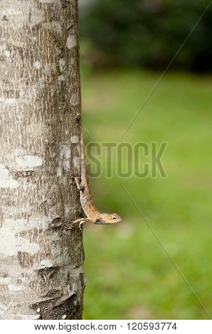 Changeable Lizard On Tree Trunk