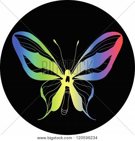 Butterfly Color Illustration