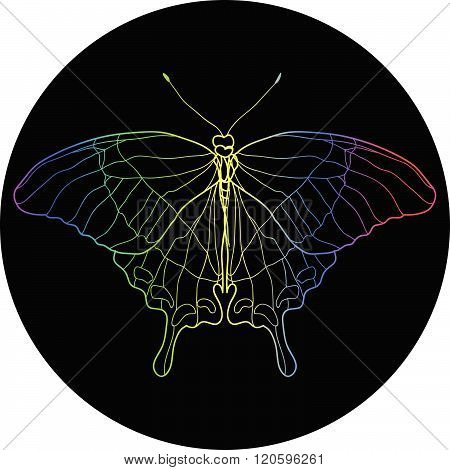 Butterfly Color Illustration