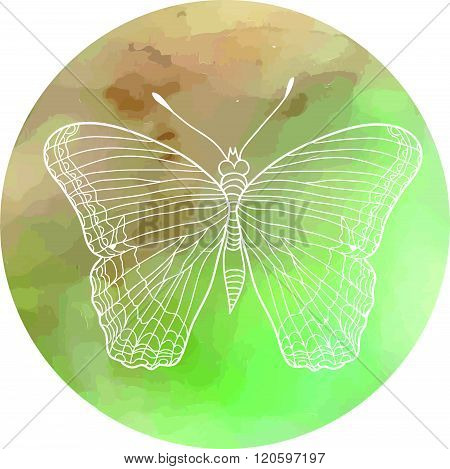 Butterfly Illustration