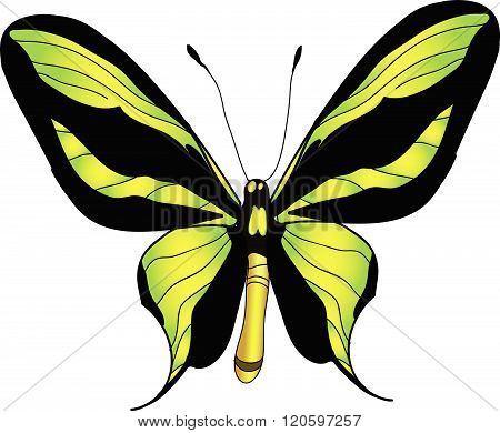 Butterfly Color Illustration