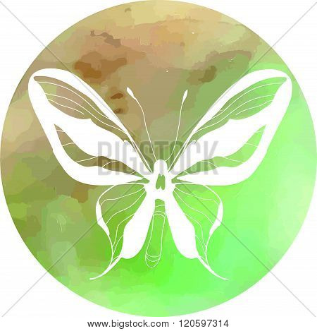 Butterfly Illustration