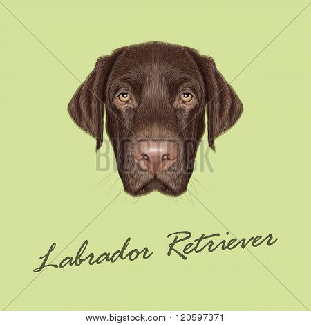Labrador Retriever Dog Portrait.