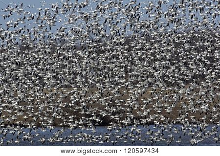 Spring Migration