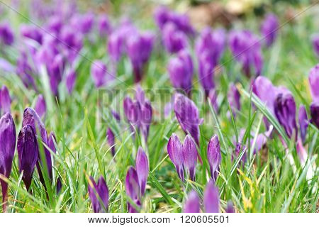 Purple crocus field
