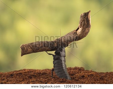 Closeup Madagascar Cockroaches Carries A Big Branch On Leaves Background