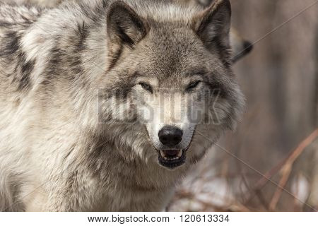 Timber Wolf in a winter scene