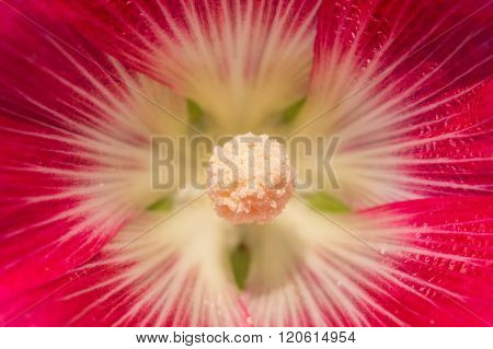 Flower Carpel Close Up