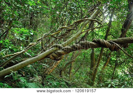 Twisting Vine