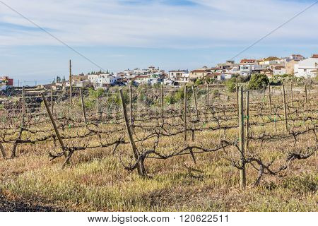 A vineyard in the mountain village