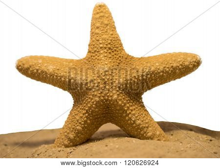 Seestern / Starfish