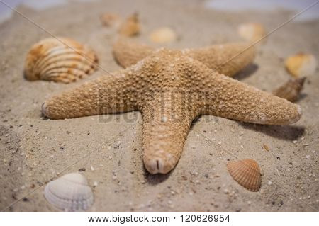 Seestern / Starfish