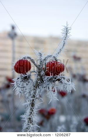 Jinovatka na Dogrose