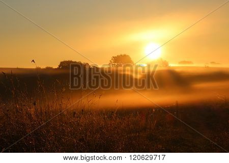 A lovely morning at sunrise on a foggy meadow