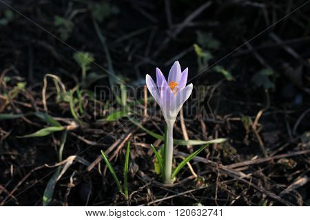 Crocus - A Small, Spring-flowering Plants.