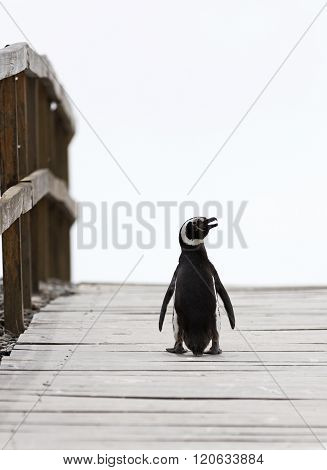 Magellanic Penguin