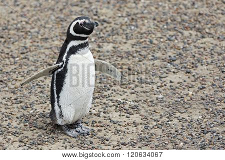 Magellanic Penguin