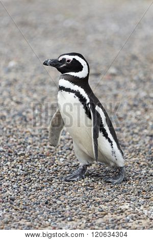 Magellanic Penguin