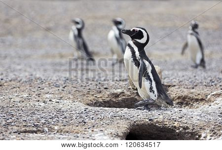 Magellanic Penguins