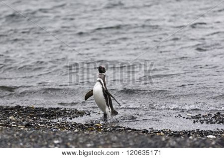 Magellanic Penguins