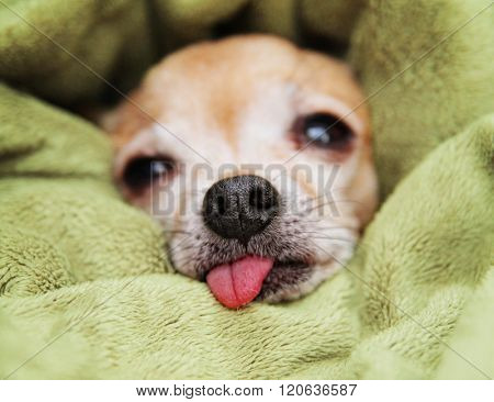 a cute chihuahua wrapped in a blanket with his tongue sticking out after waking from a nap 