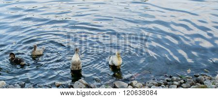 A pack of wild ducks or mallards (anas platyrhynchos) getting out of the pond