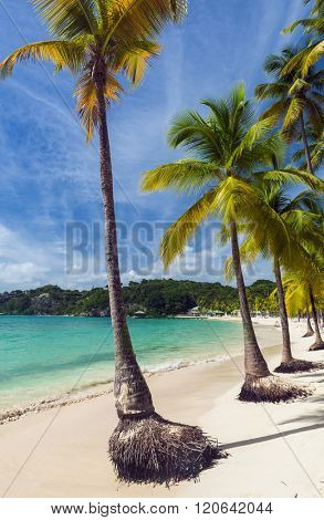 Coconut palm trees on the Caravelle beach in Sainte Anne, Guadeloupe, Caribbean