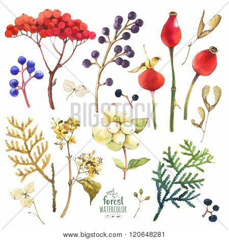 Watercolor illustration with branches, leaves and berries.