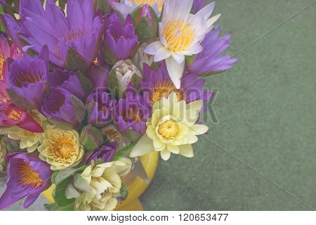 Colorful lotus flower golden flower
