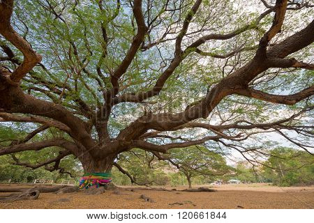 close up big Rain Tree with branch magnify