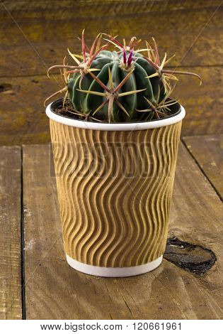 Small Cactus Plant In A  Paper Coffee Cup