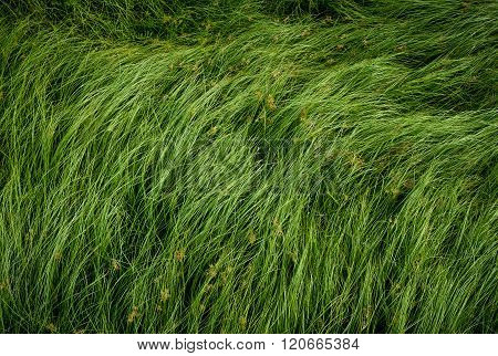 Cocograss close up beautiful green Nut grass pattern from garden