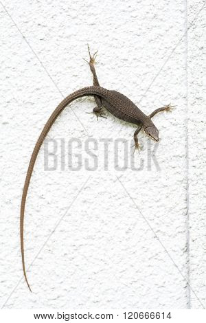 Japanese grass lizard