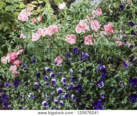 Flowers in a garden park.