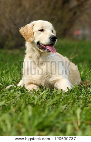 The Puppy Golden Retriever