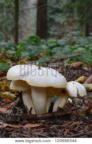 Wild, Edible Gold Flecked Woodwax Mushrooms