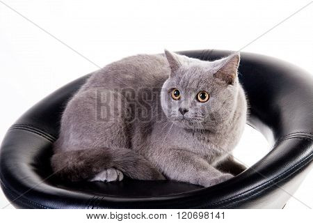 Cute Scottish cat