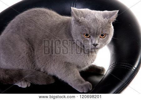 Angry Scottish cat