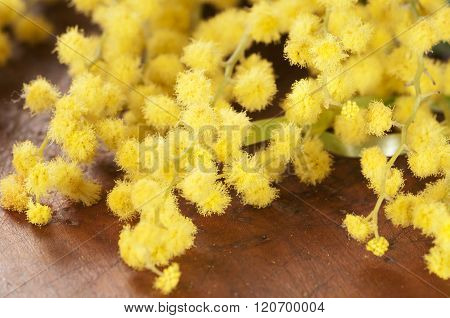 Mimosa Flowers Macro