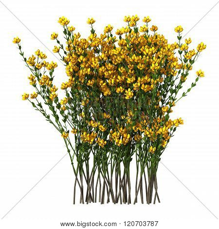 Genista Hispanica Flowers On White