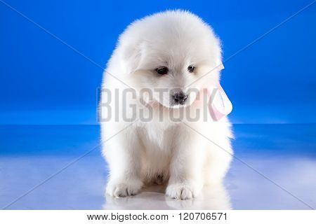 Cute puppy of Samoyedskaja dog